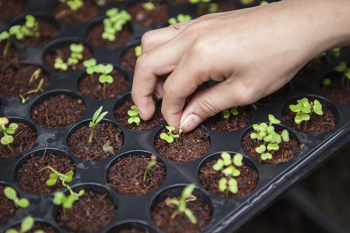 Hands carefully planting a small green seedling